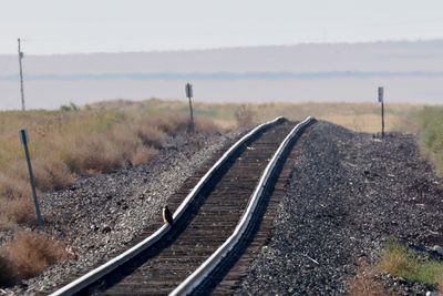 6P5A4765 Hawk on the rails.jpg
