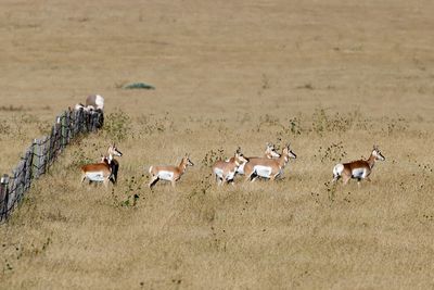 6P5A4773 Pronghorn in New Mexico.jpg