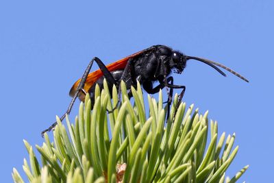 6P5A4894 Capulin Volcano NM bug.jpg