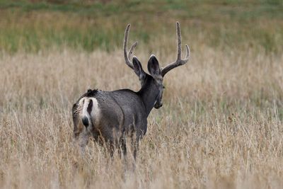 6P5A4964 La Veta buck.jpg