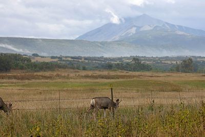 6P5A4969 La Veta deer and Spanish Peak.jpg