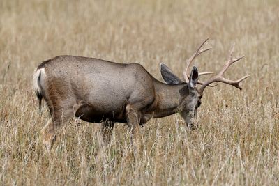 6P5A5008 La Veta buck.jpg