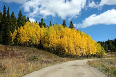 0T5A0072 Aspens along Boreas Pass road.jpg