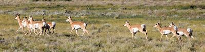6P5A5807 Hwy 285 pronghorn.jpg