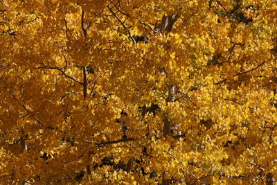 6P5A6242 Wall of gold.jpg