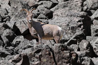 6P5A6323 Bighorn copy.jpg