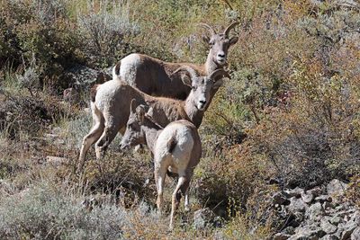 6P5A6365 Bighorn.jpg