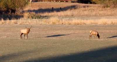 6P5A6722 Big bull elk near Gunnison.jpg