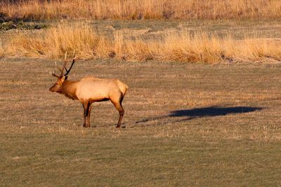 6P5A6727 Ohio Creek elk.jpg