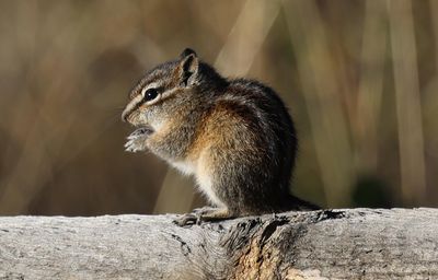 6P5A6793 Chipmunk close up.jpg