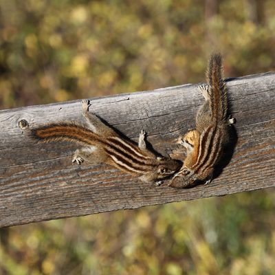 6P5A6837 A pair of chipmunks.jpg