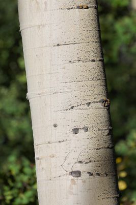 6P5A6939 Aspen trunk.jpg