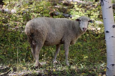 6P5A7119 Kebler Pass sheep.jpg