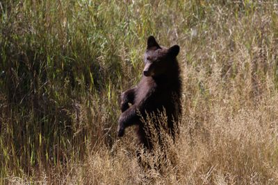 6P5A7324 Bear along Kebler Pass Rd.jpg