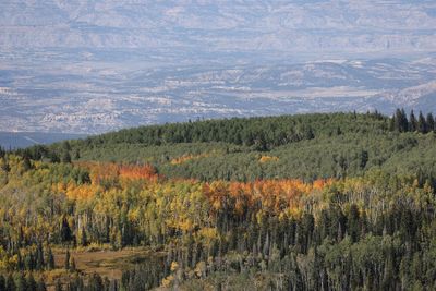 6P5A7395 Colorful patch on Grand Mesa.jpg