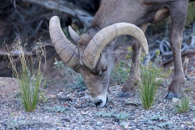6P5A7506 Bighorn sheep.jpg