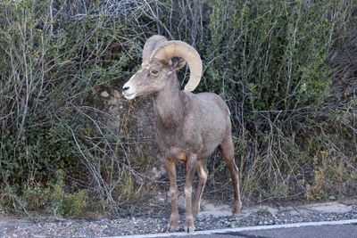 6P5A7557 Bighorn sheep in Colorado National Monument.jpg