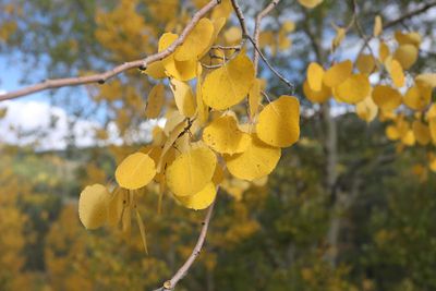 0T5A0500 Aspen leaves along the Million Dollar Highway.jpg