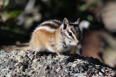 6P5A7660 Chipmonk.jpg