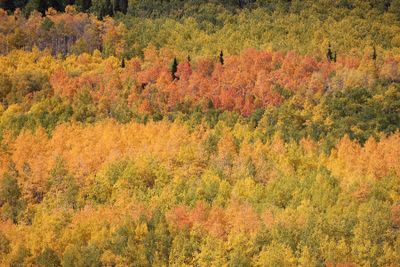 6P5A7819 Million Dollar Highway.jpg