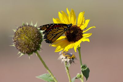 6P5A9125 Altus butterfly.jpg
