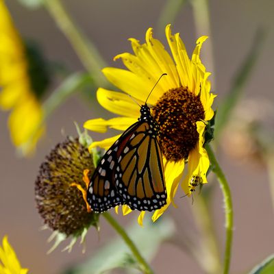 6P5A9464 Another Altus butterfly.jpg