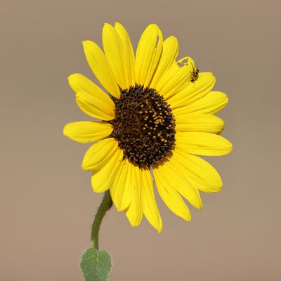 6P5A9517 a yellow fellow.jpg