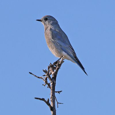 6P5A8328 Colorado Gray Jay.jpg