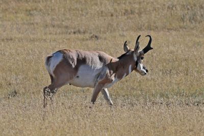 6P5A8593 Pronghorn.jpg