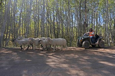 0T5A1234 Modern shepherding on Kebler Pass Rd.jpg