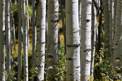 6P5A9752 Aspen trunks Kebler Pass Rd.jpg