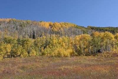 0T5A1576 Hillside on Grand Mesa.jpg