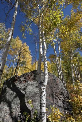 0T5A1596 The Y tree on Grand Mesa.jpg