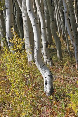 6P5A0380 Twisted Trunks.jpg