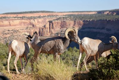 6P5A0722 Colorado National Monument bighorns.jpg