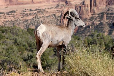 6P5A0727 Colorado National Monument bighorn.jpg