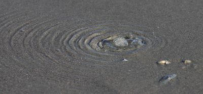 6P5A4911 Bubbling sand on IOP.jpg