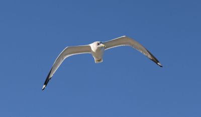 6P5A4955 Gull over IOP.jpg