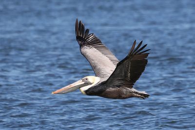 6P5A5076 IOP pelican fly by.jpg