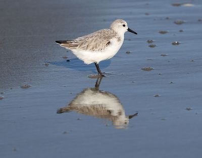 6P5A5153 SC shore bird.jpg
