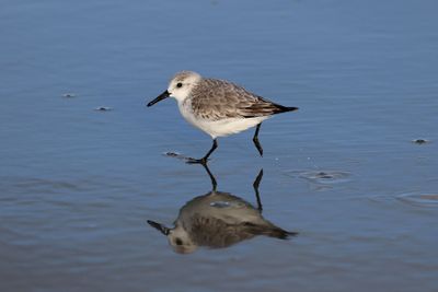 6P5A5455 Reflection.jpg