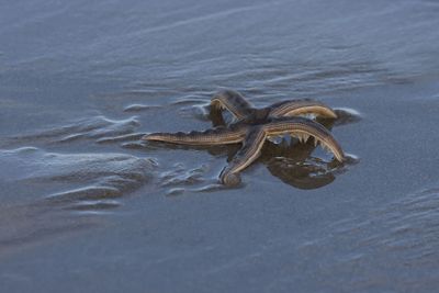 6P5A5515 IOP Starfish.jpg
