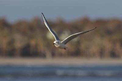 6P5A5528 Gull flyby.jpg