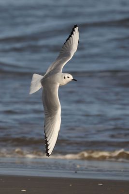 6P5A5540 Gull.jpg