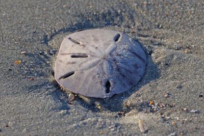 6P5A5693 Sand dollar.jpg