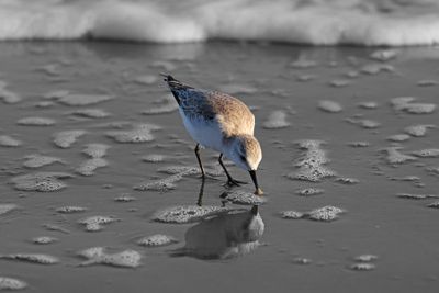 6P5A5737 By the Surf desaturated version.jpg