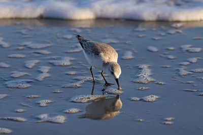 6P5A5737 By the Surf.jpg