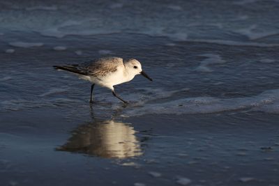 6P5A5779 Surf strutting.jpg