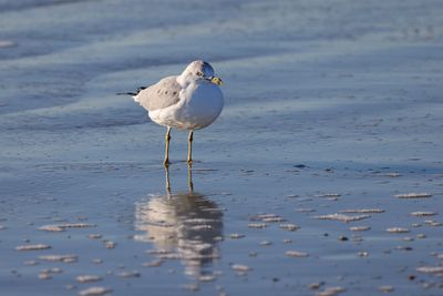 6P5A5894 IOP gull.jpg