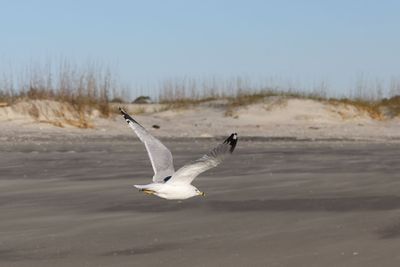 6P5A5902 Gull.jpg